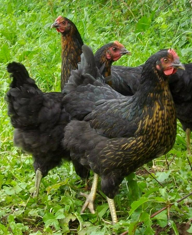 Bild 1: grünleger Hühner mintgrün legend jetzt zu verkaufen geimpft entwurmt 20 Wochen jung