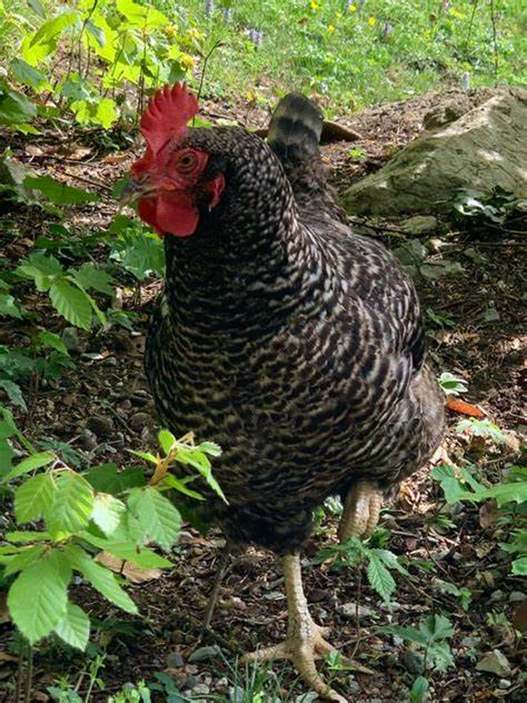 Bild 15: grünleger Hühner mintgrün legend jetzt zu verkaufen geimpft entwurmt 20 Wochen jung