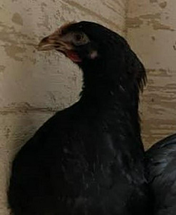 grünleger Hühner mintgrün legend jetzt zu verkaufen geimpft entwurmt 20 Wochen jung - Sonstige Nutztiere - Bild 5