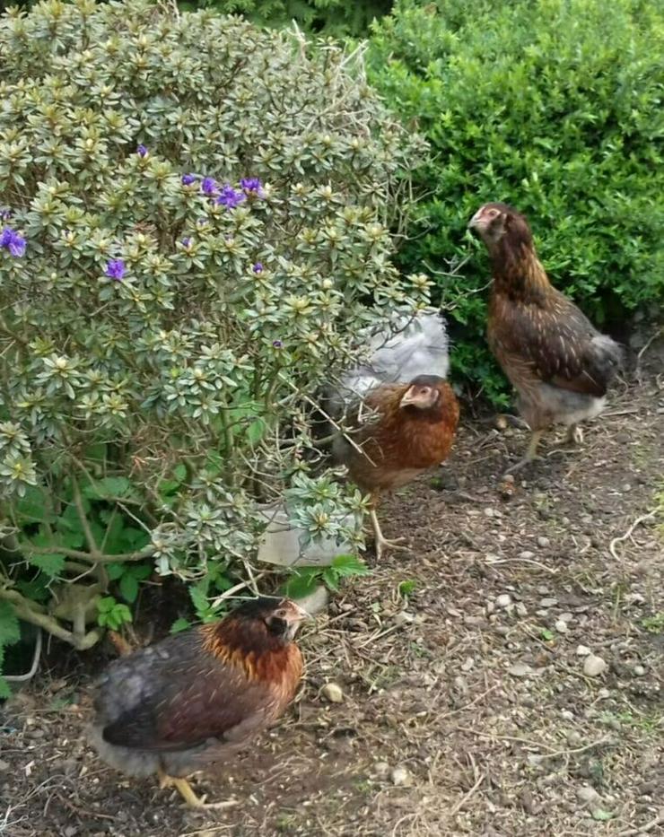 Bild 7: grünleger Hühner mintgrün legend jetzt zu verkaufen geimpft entwurmt 20 Wochen jung