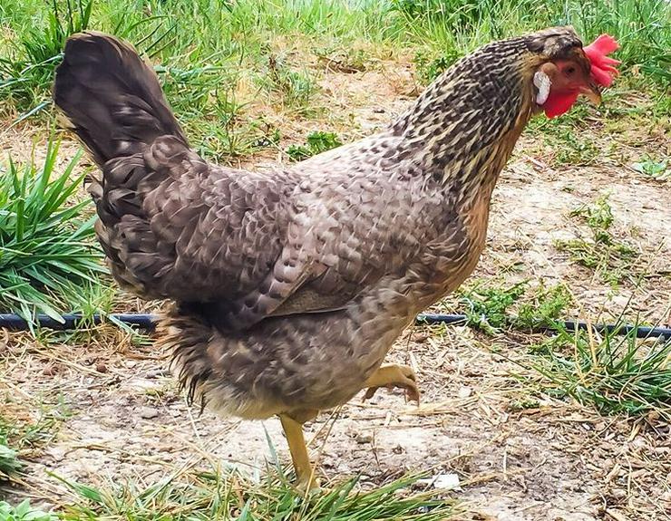 Bild 12: grünleger Hühner mintgrün legend jetzt zu verkaufen geimpft entwurmt 20 Wochen jung