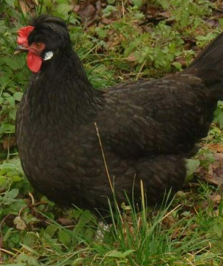 Bild 8: Paduaner Hauben Hühner Druffler Hauben Hühner und andere Hauben Hühner mehrfach Schutz geimpft entwurmt zu verkaufen