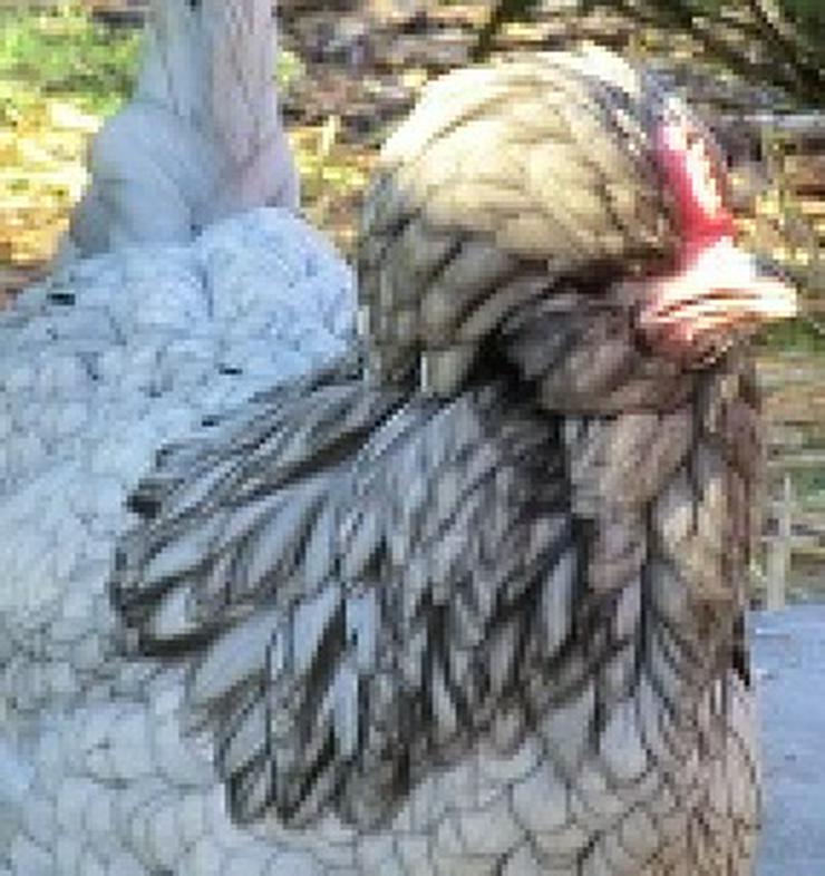 Paduaner Hauben Hühner Druffler Hauben Hühner und andere Hauben Hühner mehrfach Schutz geimpft entwurmt zu verkaufen - Sonstige Nutztiere - Bild 3