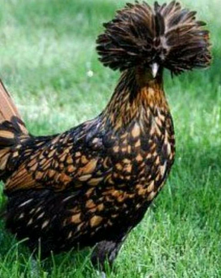 Bild 10: Paduaner Hauben Hühner Druffler Hauben Hühner und andere Hauben Hühner mehrfach Schutz geimpft entwurmt zu verkaufen