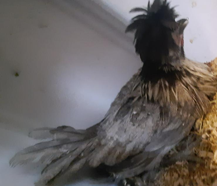Bild 7: Paduaner Hauben Hühner Druffler Hauben Hühner und andere Hauben Hühner mehrfach Schutz geimpft entwurmt zu verkaufen