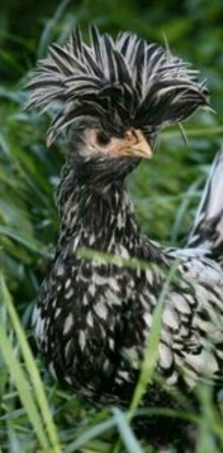 Bild 12: Paduaner Hauben Hühner Druffler Hauben Hühner und andere Hauben Hühner mehrfach Schutz geimpft entwurmt zu verkaufen