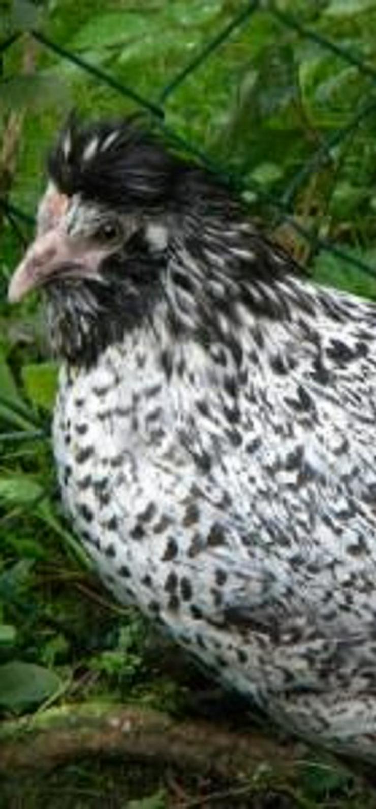 Bild 6: Paduaner Hauben Hühner Druffler Hauben Hühner und andere Hauben Hühner mehrfach Schutz geimpft entwurmt zu verkaufen