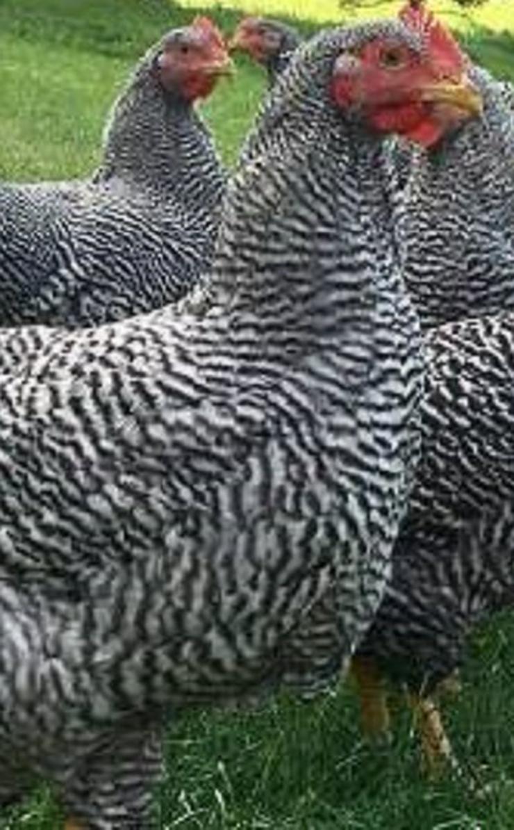 Bild 1: Amrock Hühner Winter leger sehr genügsam ruhig gelassen, lege reif jetzt abzugeben Nachzucht
