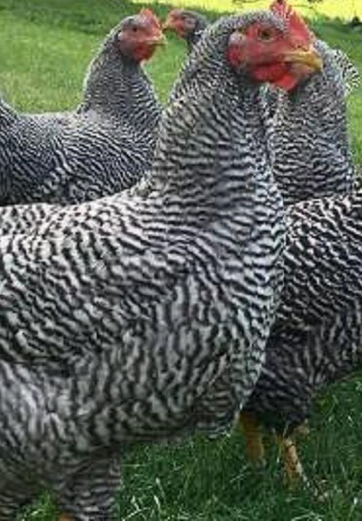 Bild 3: Amrock Hühner Winter leger sehr genügsam ruhig gelassen, lege reif jetzt abzugeben Nachzucht