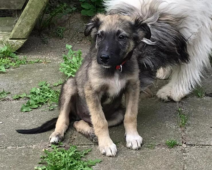 Connor - kleiner Rüde, 4 Monate - Mischlingshunde - Bild 1