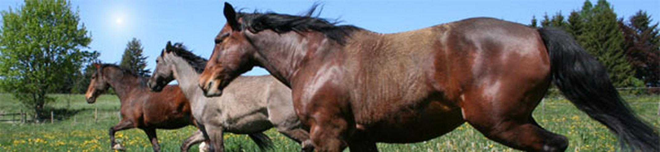 Geschenk Tipp! Intensiv Hufseminar für Pferdefreunde - Beauty & Gesundheit - Bild 2