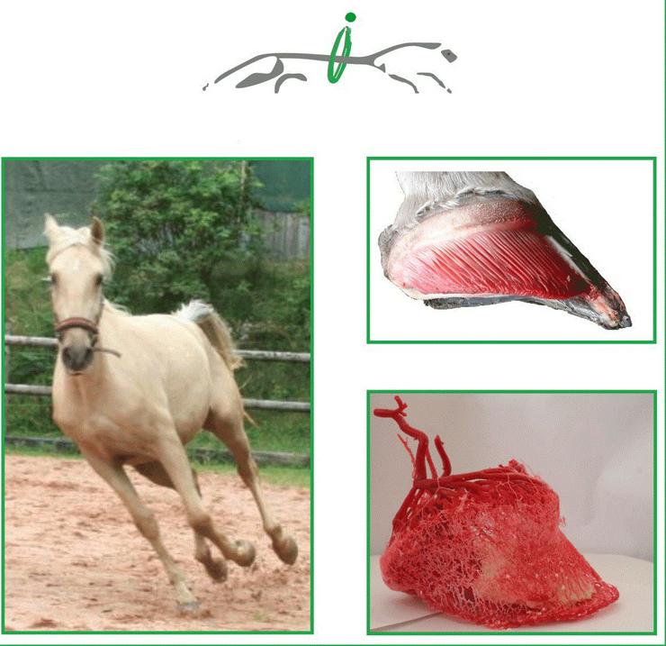 Bild 1: Geschenk Tipp! Intensiv Hufseminar für Pferdefreunde