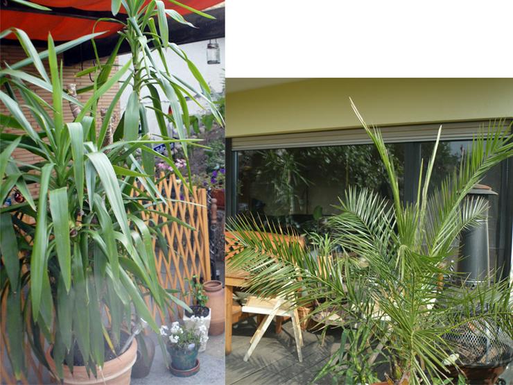 Yukkapalme und Dattelpalme - Pflanzen - Bild 1