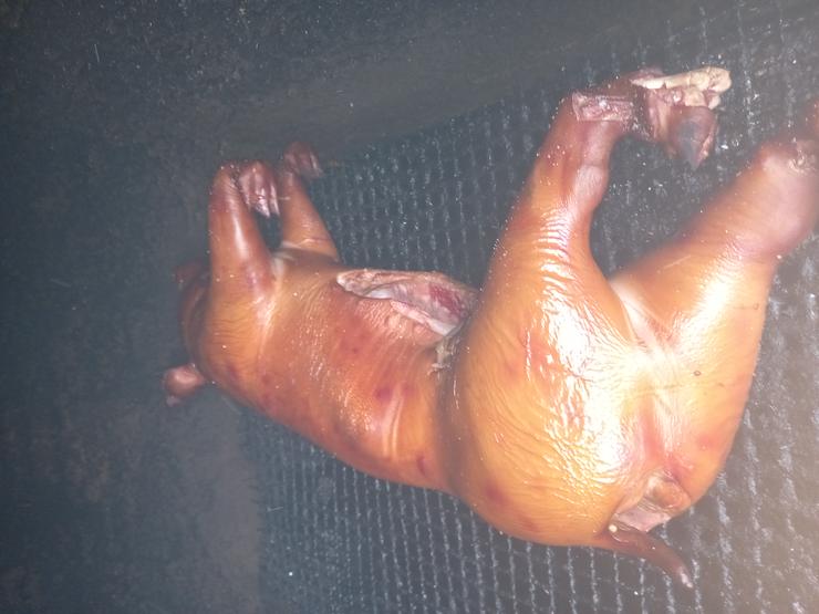 Geflügel und Schwein gebacken gekasslert oder gegrillt  - Fleisch & Wurst - Bild 10