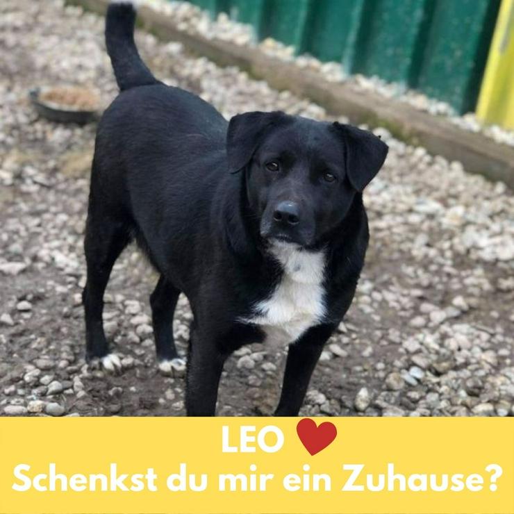 Leo sucht sein Zuhause! - Mischlingshunde - Bild 1