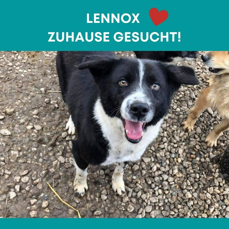Lennox sucht liebevolles Zuhause! - Mischlingshunde - Bild 1