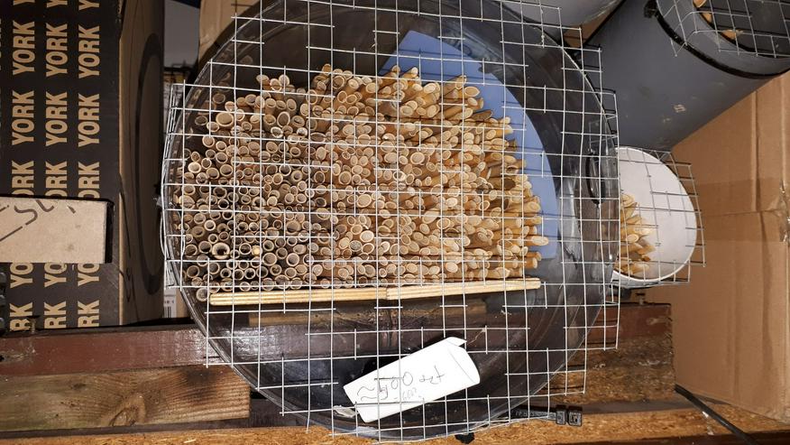 Bild 2: Bestäubende Bienen   Die Rostrote Mauerbiene