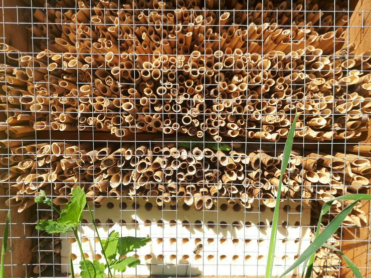Bestäubende Bienen   Die Rostrote Mauerbiene - Sonstige Nutztiere - Bild 5