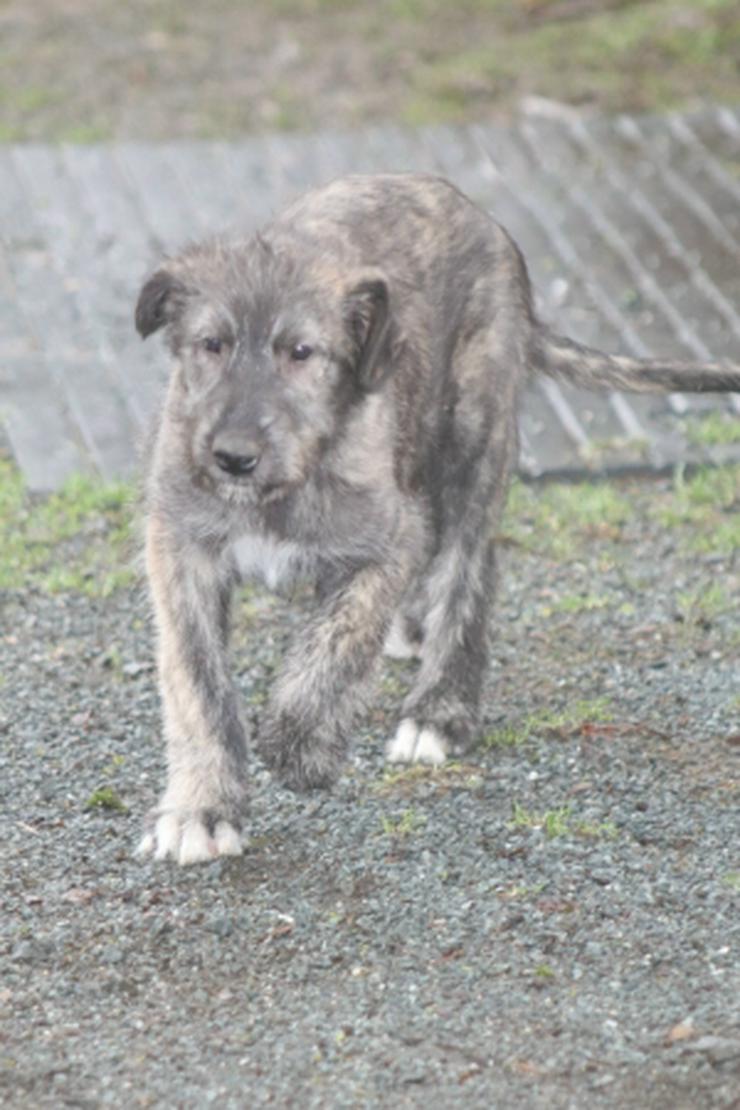 Irish Wolfhoundwelpen, VDH - Rassehunde - Bild 6