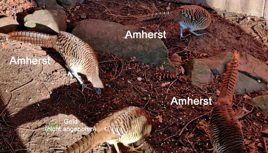 Bild 6: Amherstfasane / Diamantfasane - phänotypisch artenrein, NZ 2021