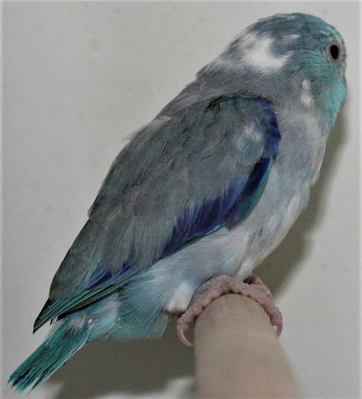 Verkaufe junge Blaugenickspüerlingspapageien - Papageien - Bild 14