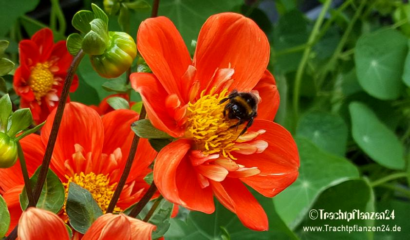 Bild 4: Trachtpflanzensaatgut für Wildinsekten, Bienen & Hummeln