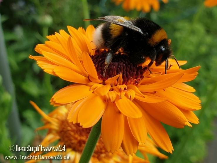 Bild 3: Trachtpflanzensaatgut für Wildinsekten, Bienen & Hummeln