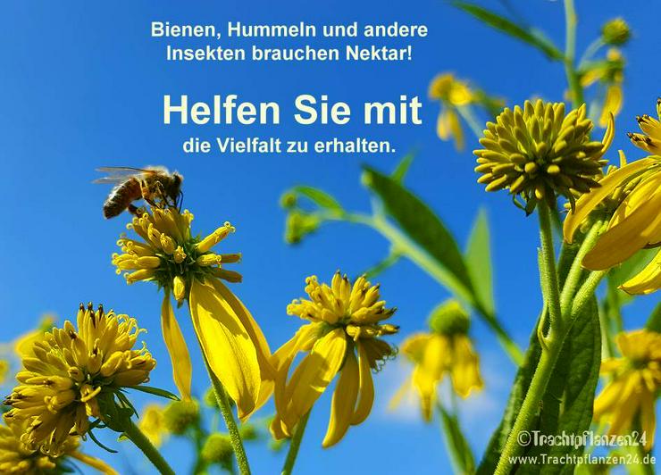 Trachtpflanzensaatgut für Wildinsekten, Bienen & Hummeln - Pflanzen - Bild 1