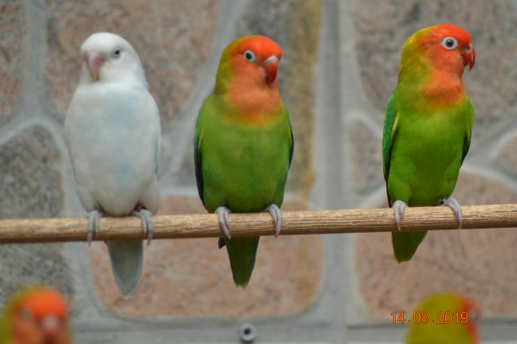 Unzertrennliche Erdbeerköpfchen  - Papageien - Bild 4