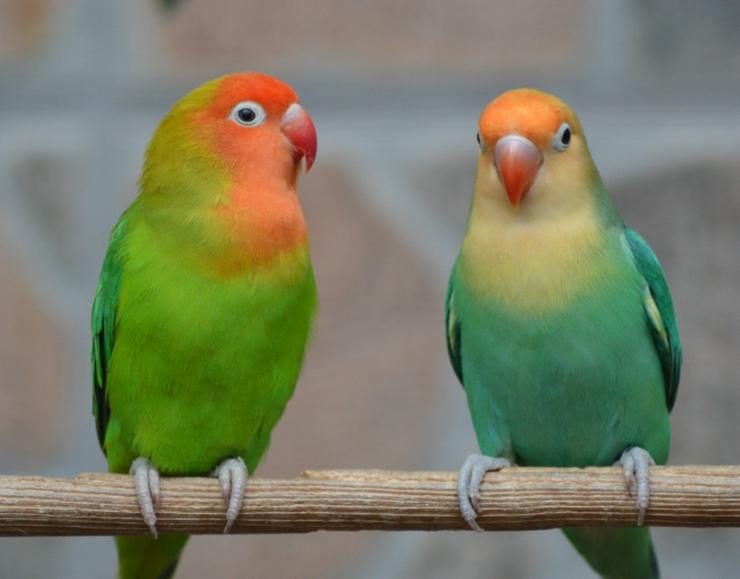 Unzertrennliche Erdbeerköpfchen  - Papageien - Bild 1