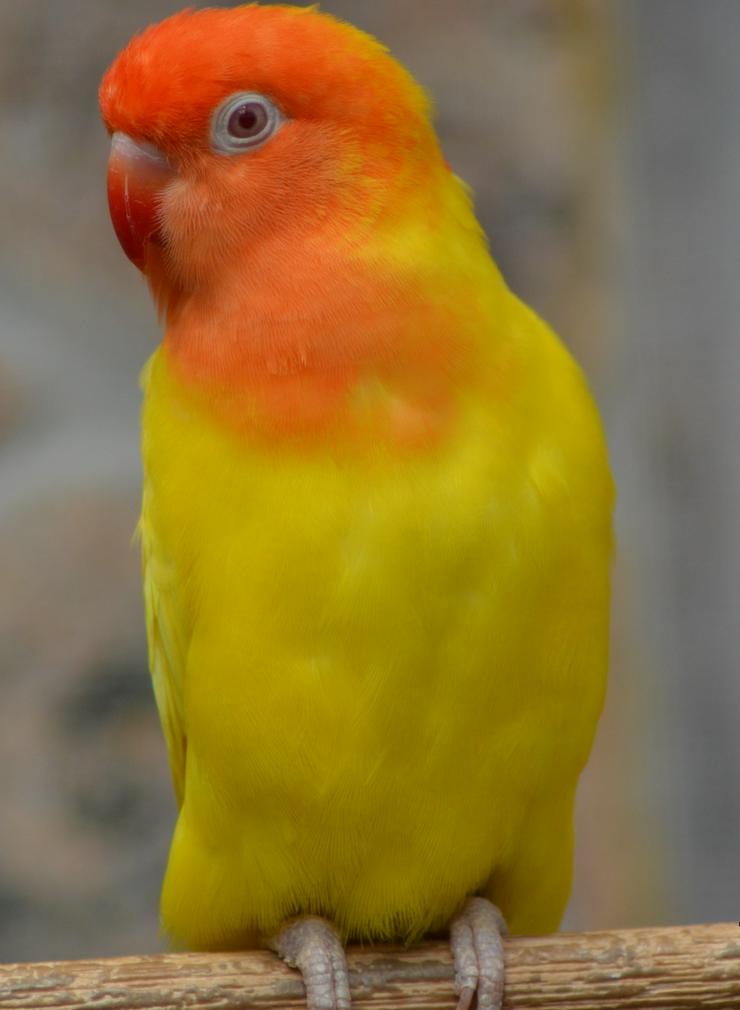 Unzertrennliche Erdbeerköpfchen  - Papageien - Bild 2