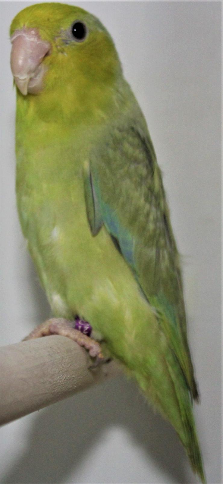 Verkaufe junge Blaugenicksperlingspapageien pastell - Papageien - Bild 1