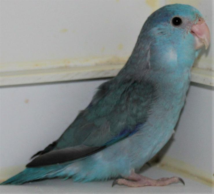 Bild 11: Verkaufe junge Blaugenicksperlingspapageien