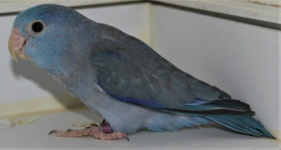 Verkaufe junge Blaugenicksperlingspapageien - Papageien - Bild 13