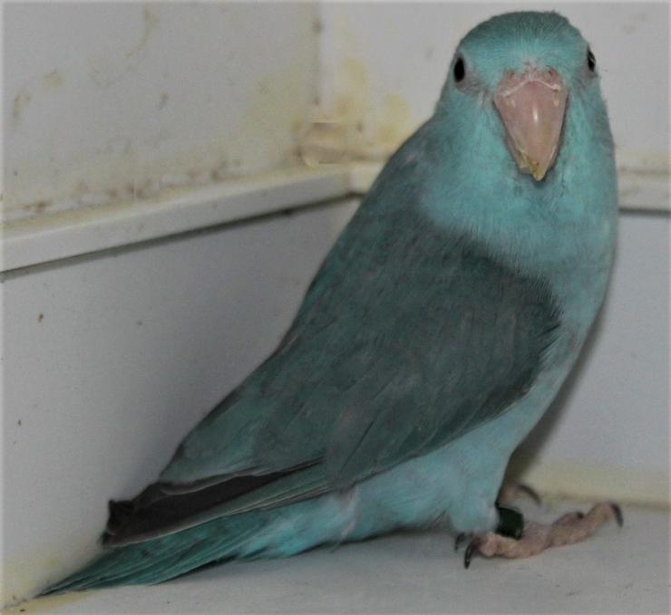 Verkaufe junge Blaugenicksperlingspapageien - Papageien - Bild 2