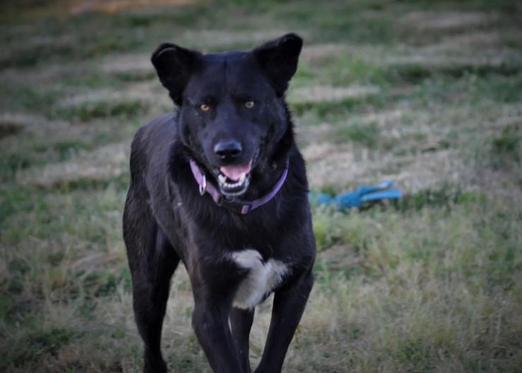 Bild 3: Blacky schwarze Schönheit