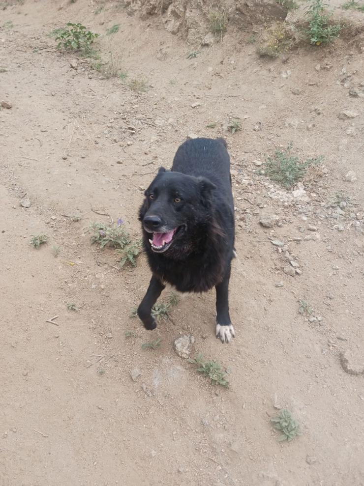 Bild 5: Blacky schwarze Schönheit