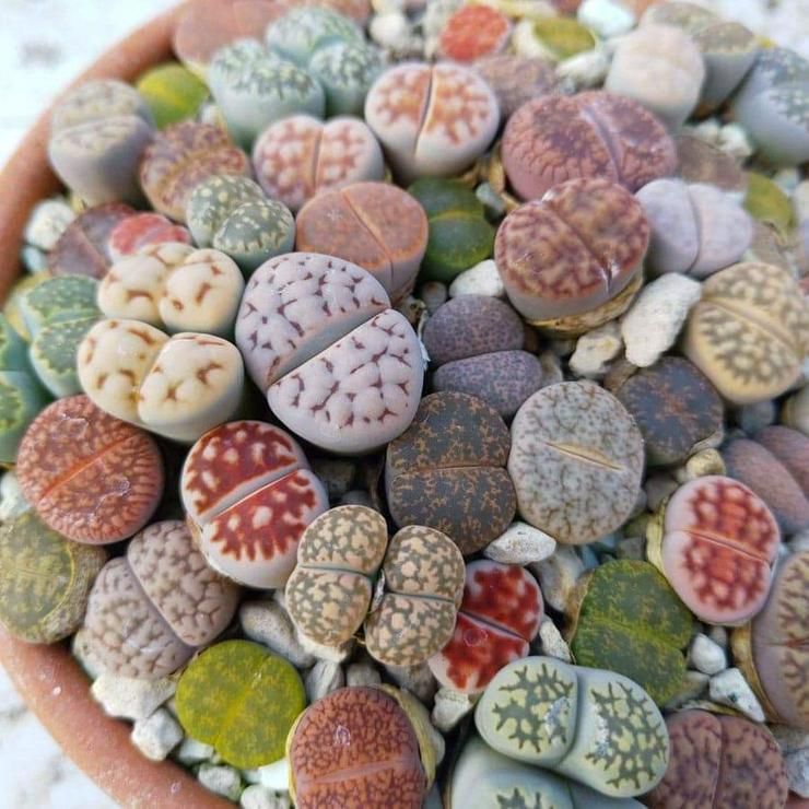 Lebende Steine aus Samen gezogen  - Pflanzen - Bild 1