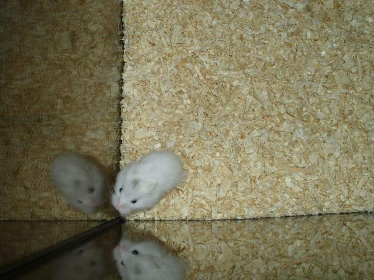 Bild 6: Roborowski Zwerghamster, männlicher Hamster, Snowbear