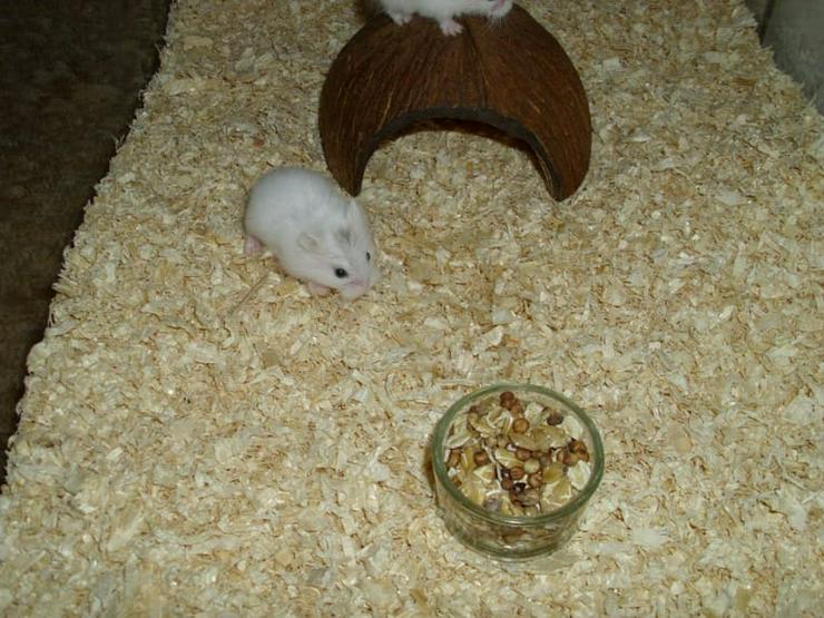 Bild 5: Roborowski Zwerghamster, männlicher Hamster, Snowbear