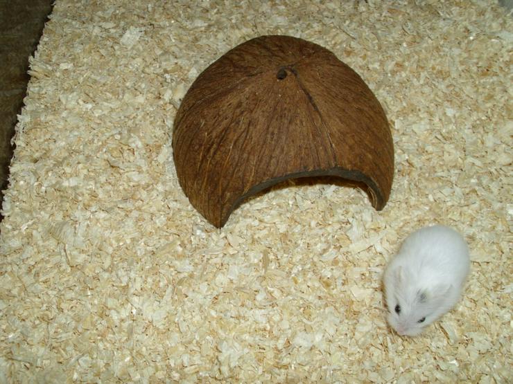 Bild 8: Roborowski Zwerghamster, männlicher Hamster, Snowbear