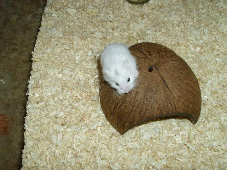 Bild 2: Roborowski Zwerghamster, männlicher Hamster, Snowbear