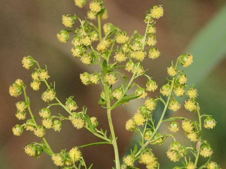 Artemisia annua - Einjähriger Beifuß Samen - Pflanzen - Bild 1