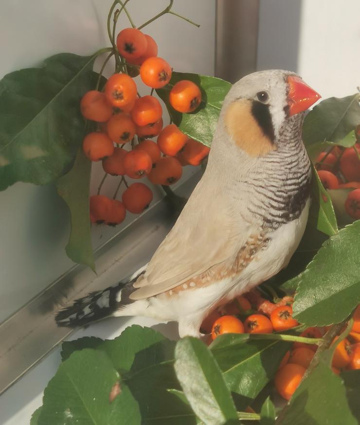 Bild 4: Große kräftige Schau-Zebrafinken