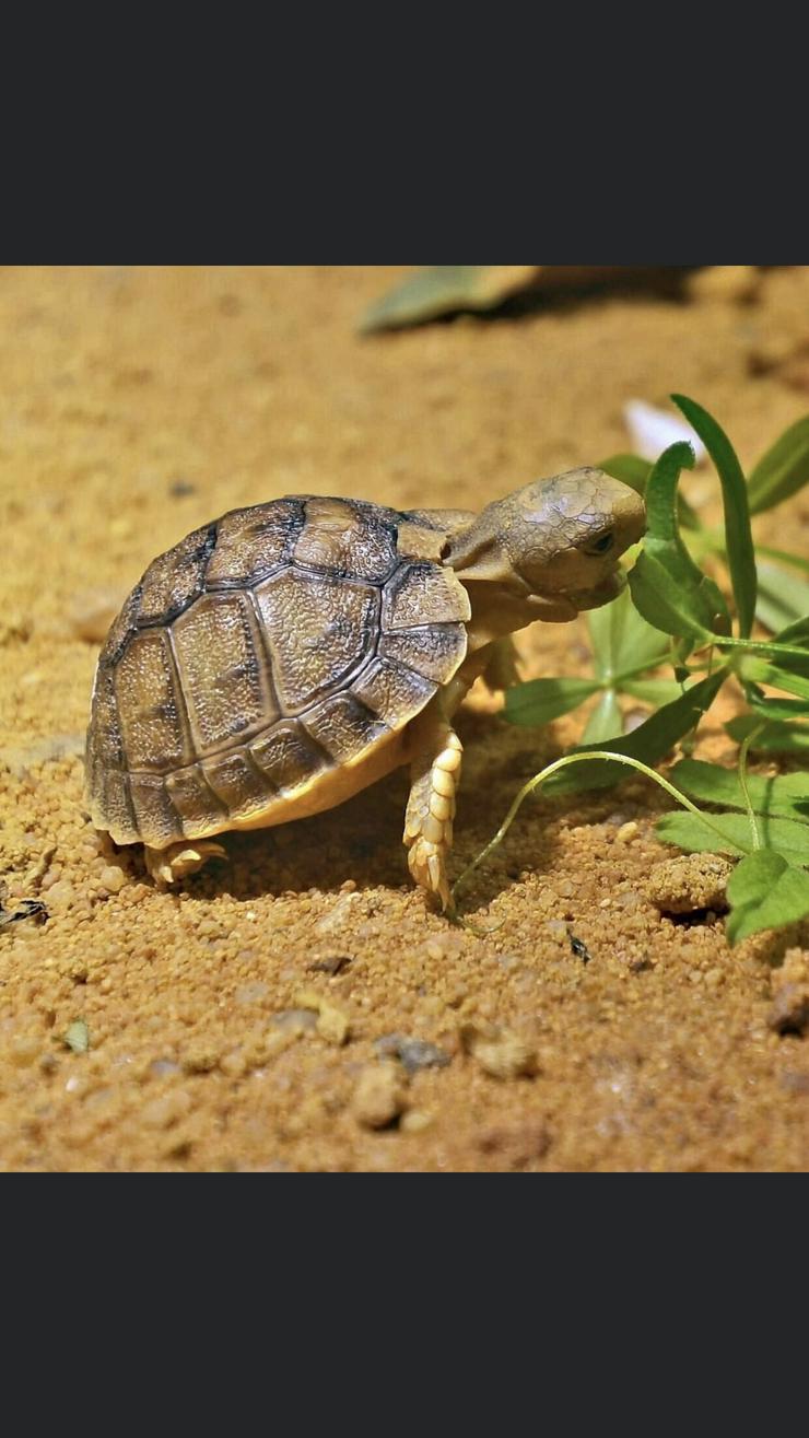 Griechische Landschildkröten  - Schildkröten - Bild 5