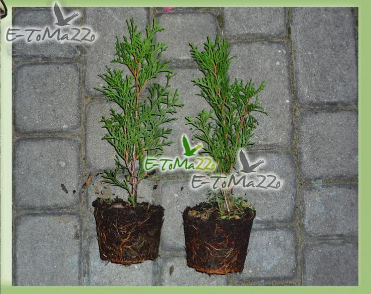 Thuja Smaragd - 15-25 cm 0.7L - Topf