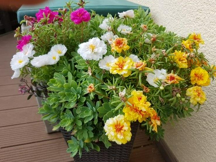 Bild 2: Blumensamen für den Garten/ Balkon