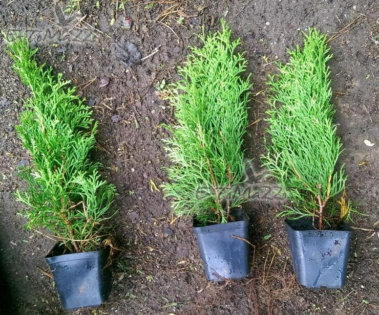Bild 2: Thuja Smaragd 30-40 cm 0.7 l Topf Heckenpflanzen