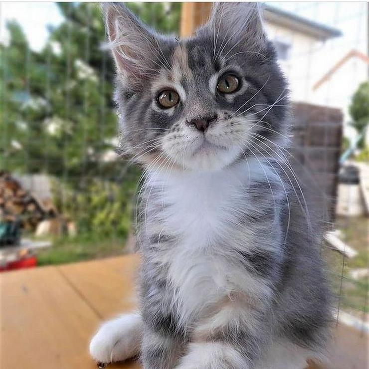 Bezaubernde Maine Coon Kitten mit Stammbaum - Rassekatzen - Bild 2