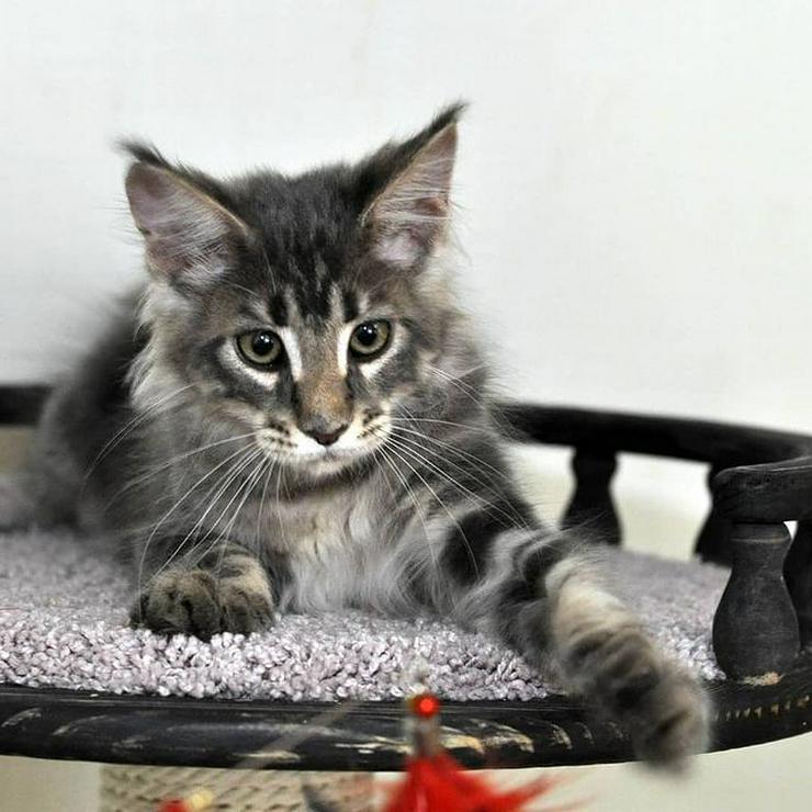 Bezaubernde Maine Coon Kitten mit Stammbaum - Rassekatzen - Bild 5